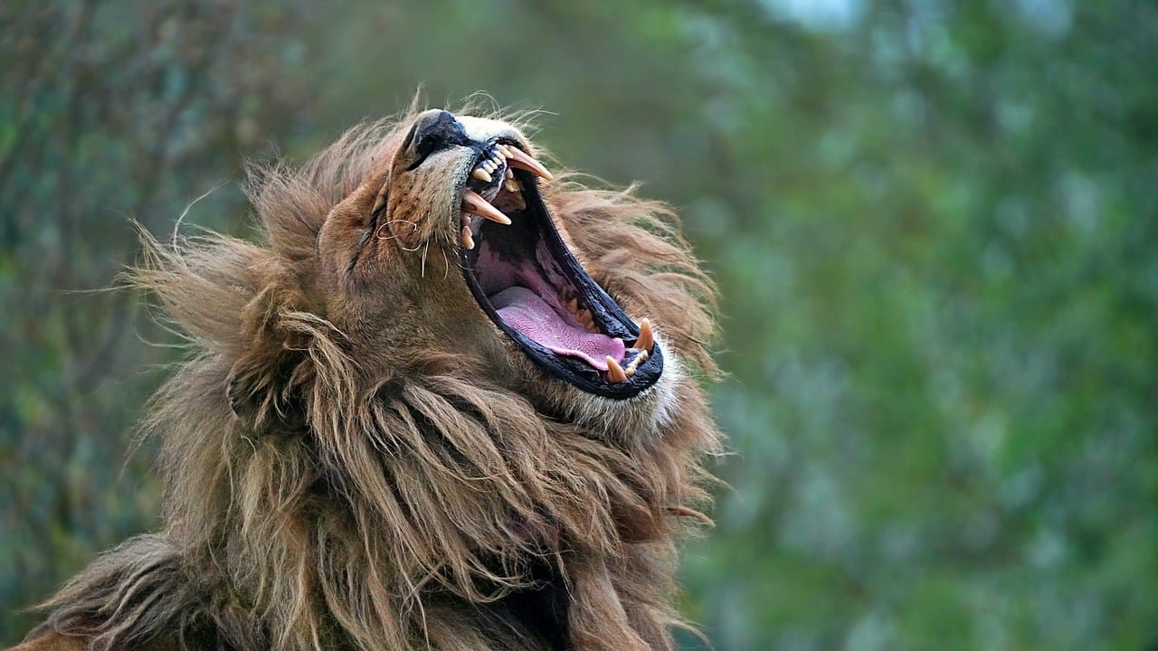 Roar or Yawn?
