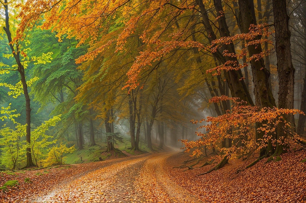 Autumn Wonder